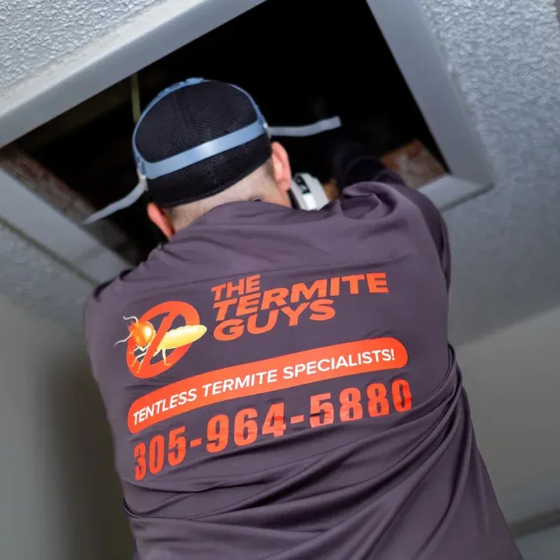 Professional termite inspection in South Florida