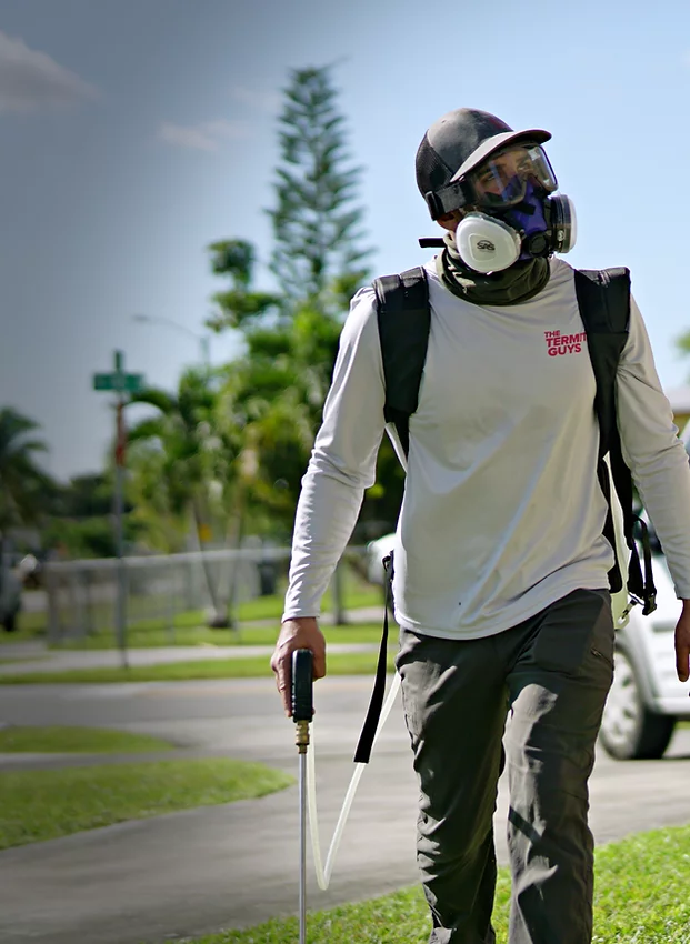 Termite Exterminator in Miami