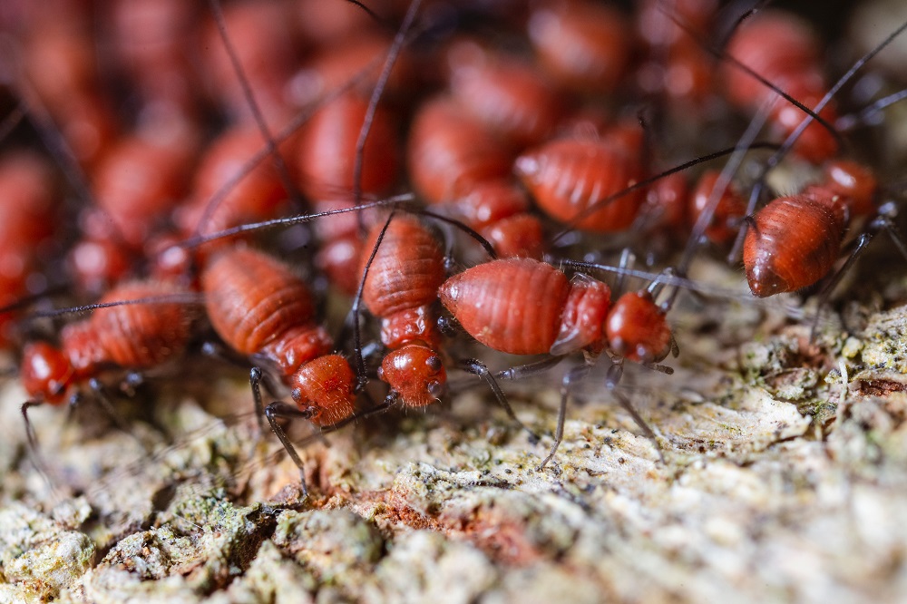 Three Signs of Home Termite Infestations