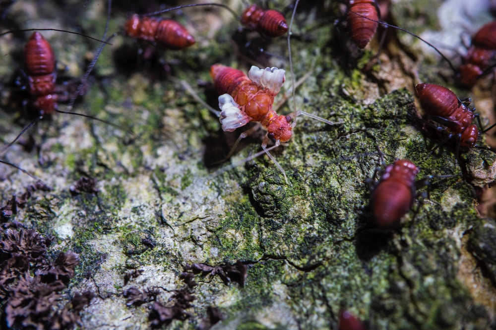 Why do termites love Florida?