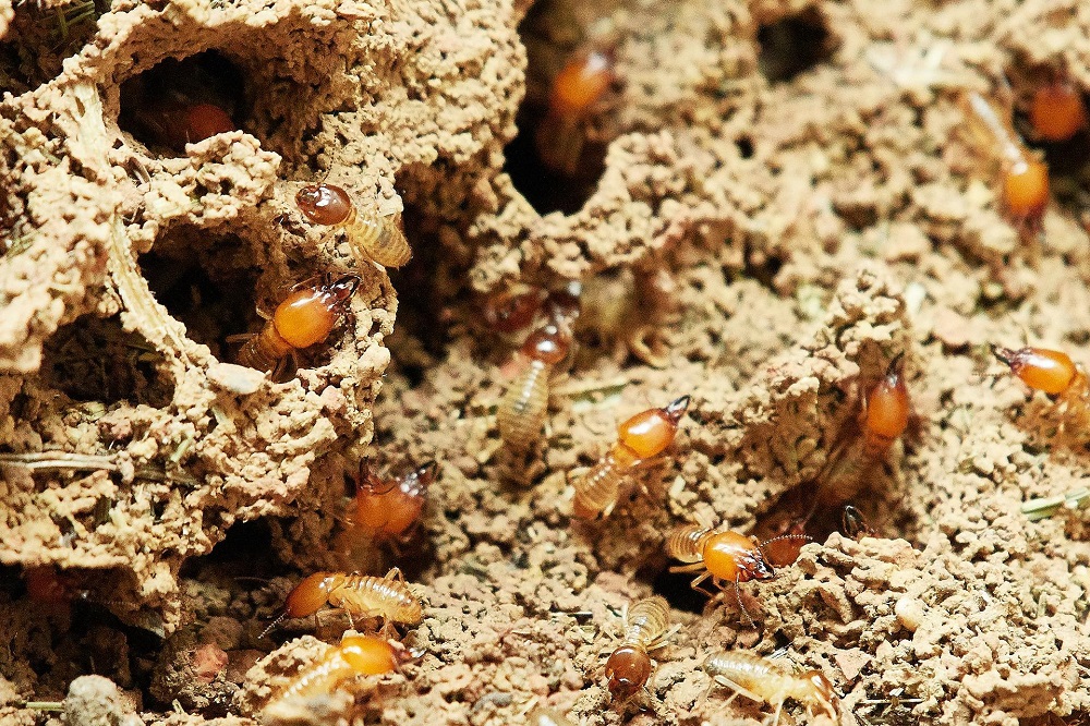 How Do You Know Your Home Has Been Infested With Termites?
